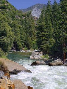 Rivers_streams_trees_forests-225x300.jpg