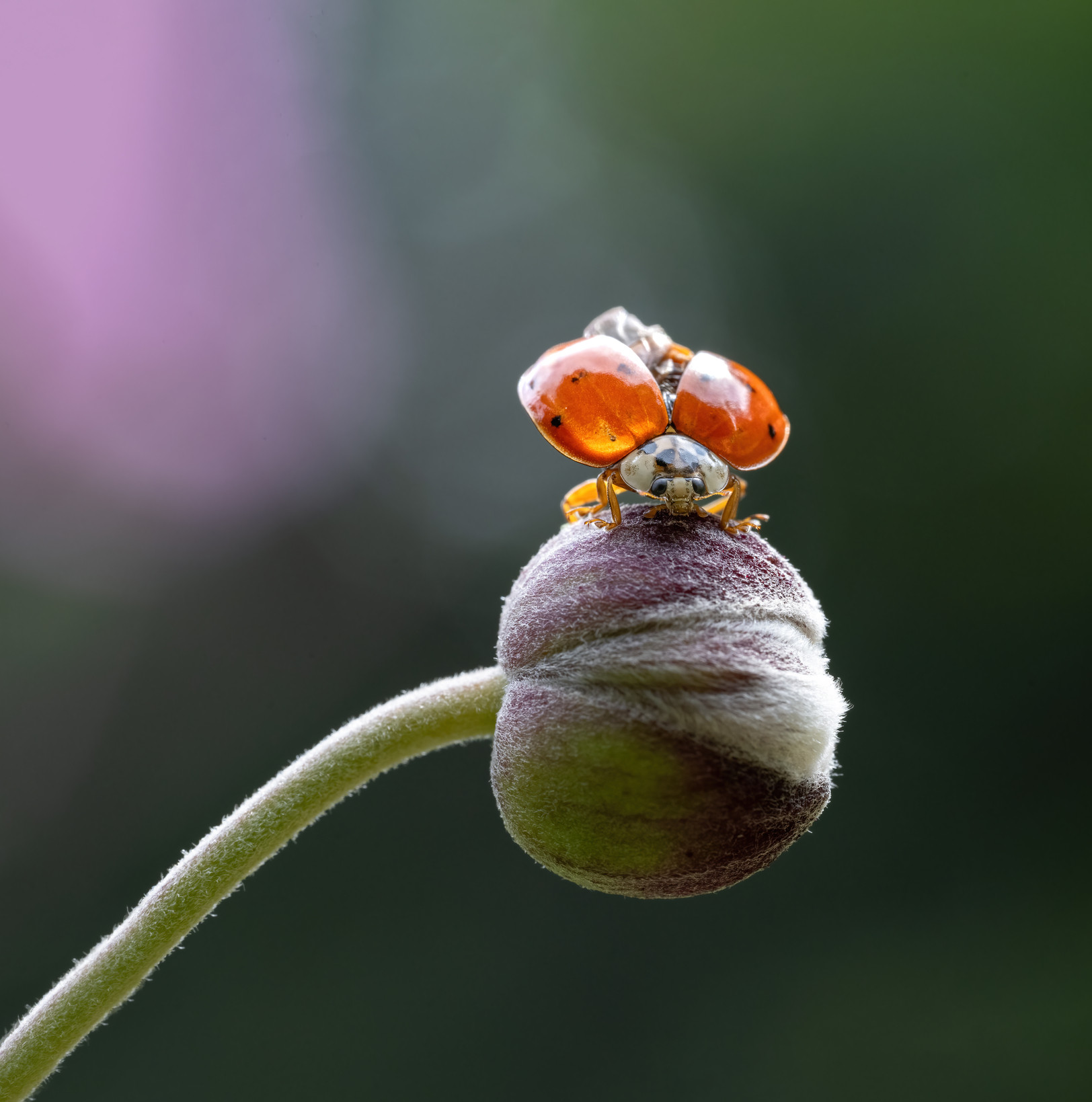 Coccinella_in_Parc_du_Bois-de-Coulonge_uncut_version(1).jpeg