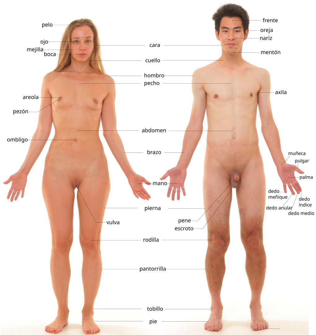Anatomía_humana.png