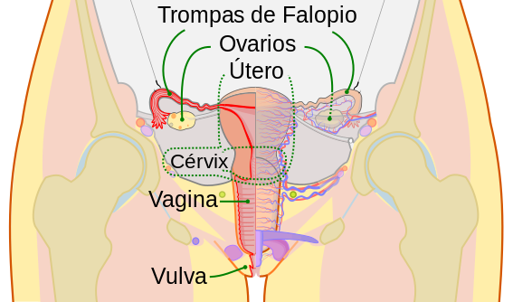 Scheme_female_reproductive_system-es.png