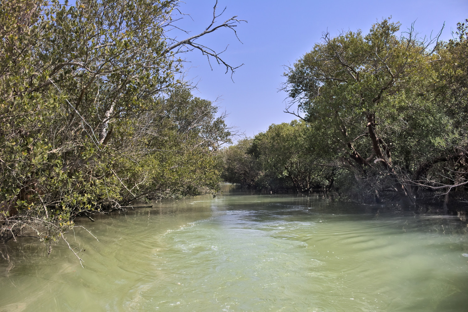 Hara_mangrove_forrests_in_Hormozgan_province,_southern_Iran(2).jpeg
