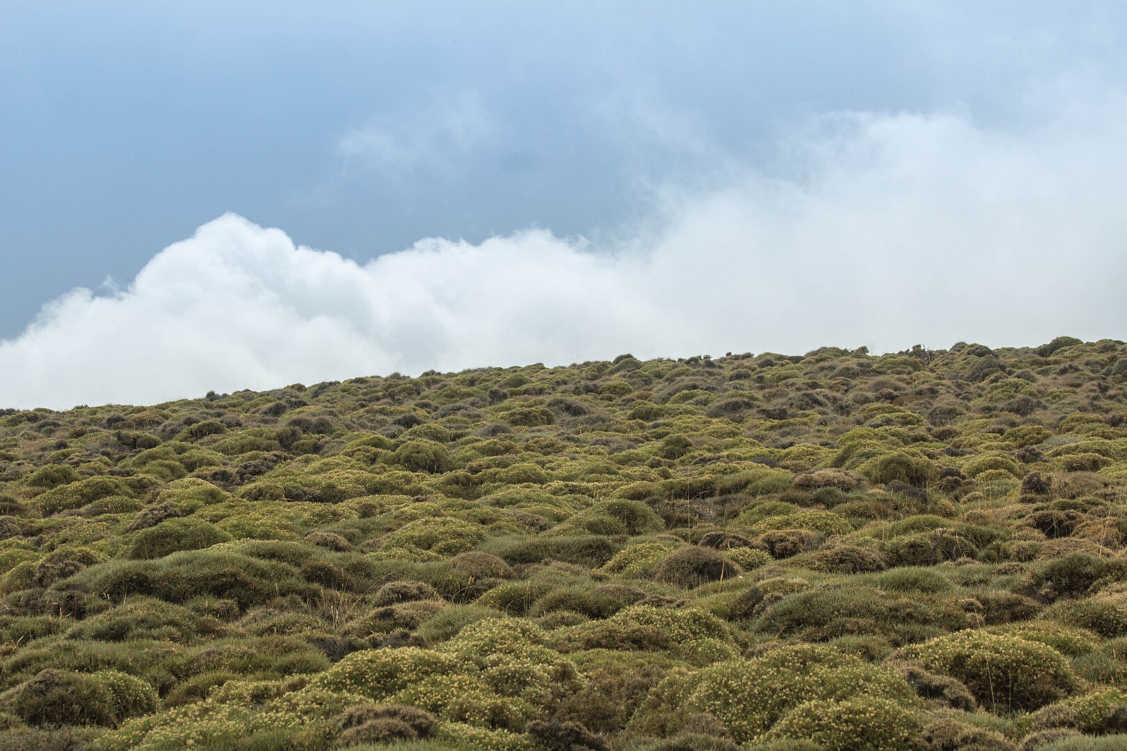 1620px-Paisaje_de_matorral_almohadillado_de_la_cumbre_de_Los_Pelaos_en_Sierra_de_Lújar.jpeg
