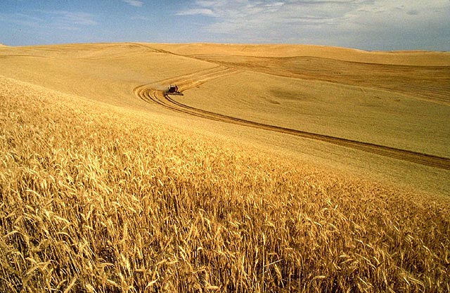 Wheat_harvest.jpeg