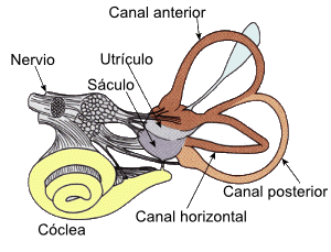 VestibularSystem.png