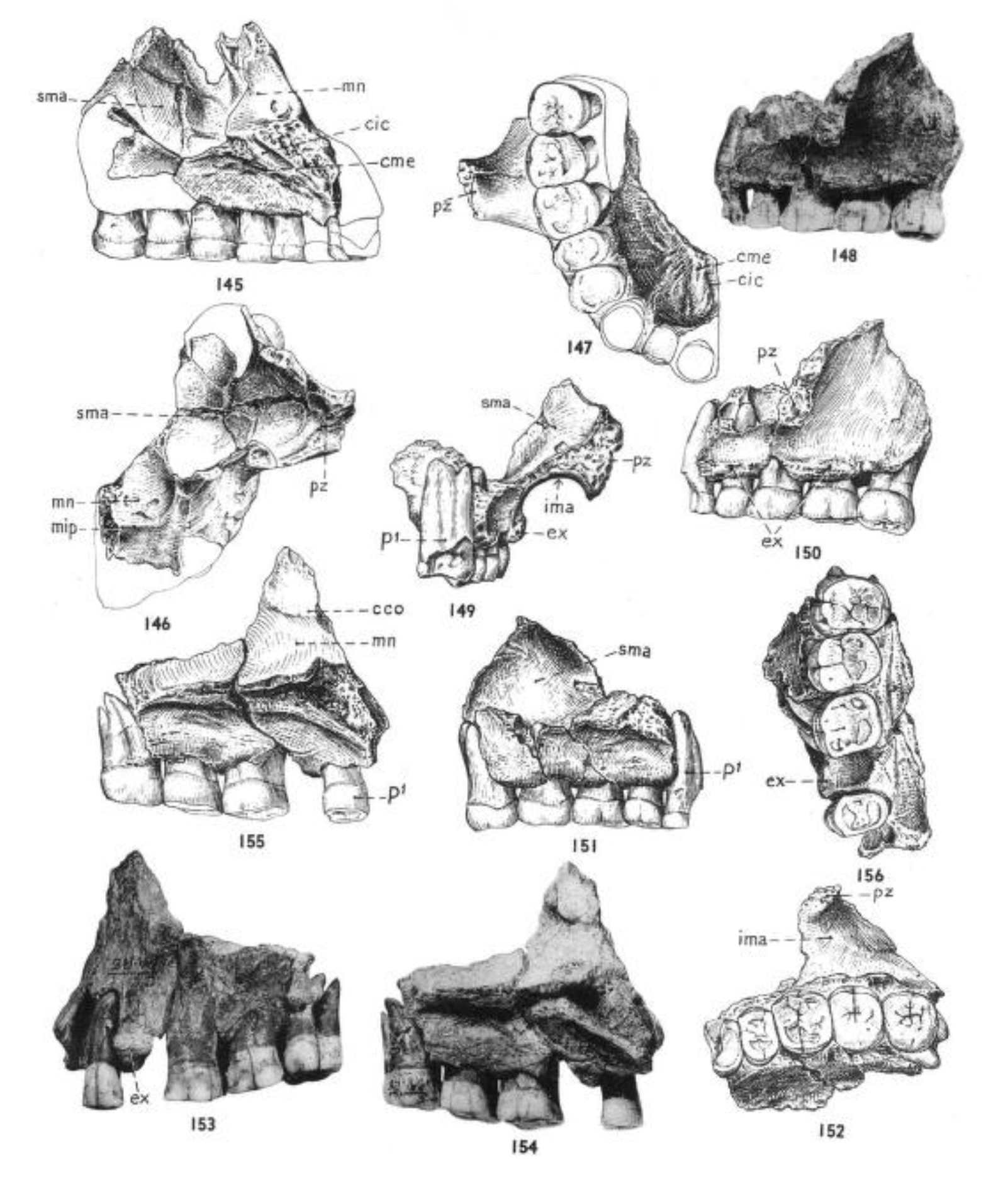 Lámina técnica con varias mandíbulas fósiles de Sinanthropus pekinensis dibujadas a distintas escalas