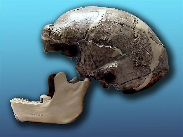 Reconstrucción artística moderna de la cabeza de un hombre de Pekín con rasgos de Homo erectus