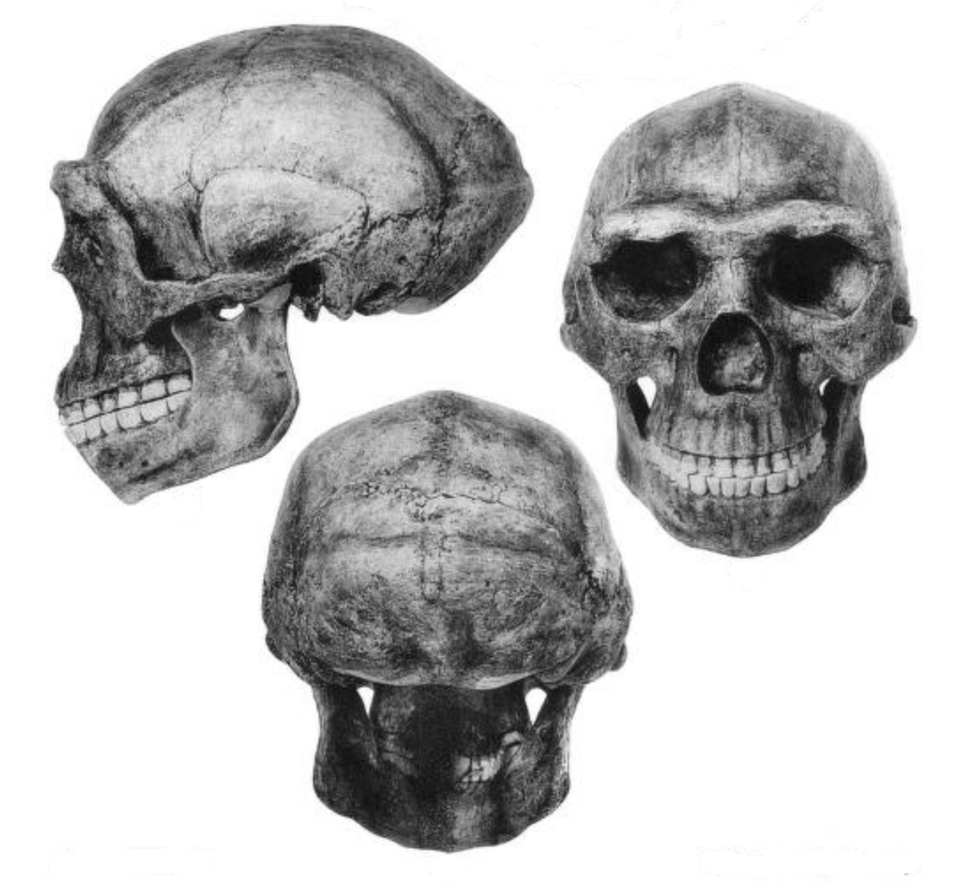 Dibujo técnico de un cráneo reconstruido de Sinanthropus pekinensis con sombreado anatómico