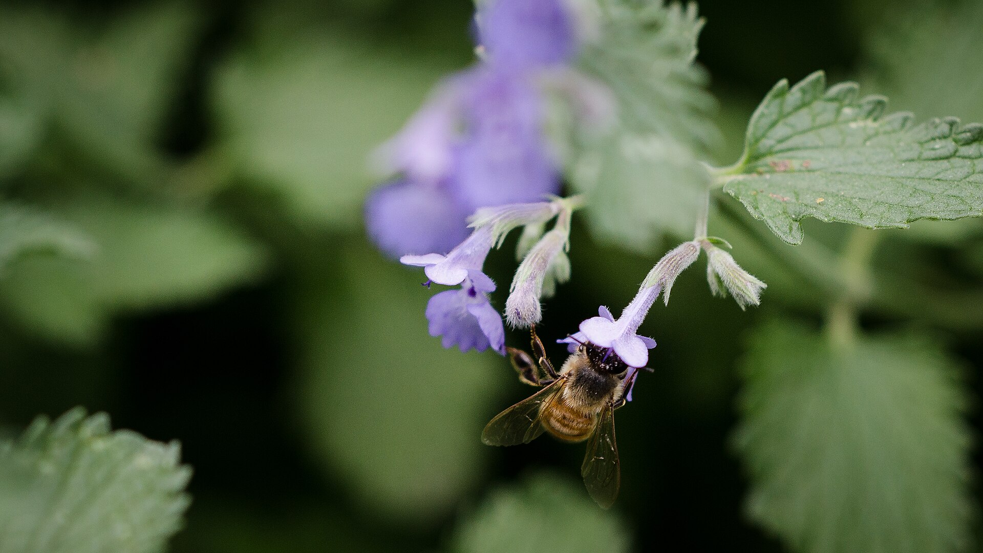Fotografía de cerca de una abeja posada en una flor, con las patas cubiertas de polen amarillo