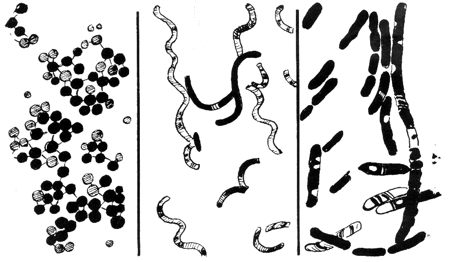 Dibujo de tres tipos de bacterias: esferas agrupadas, bastones y formas en espiral
