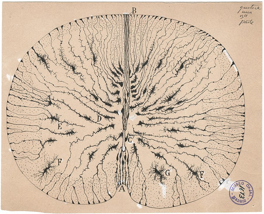 Dibujo a tinta de células con muchas prolongaciones finas, en un tejido de médula espinal, según Cajal
