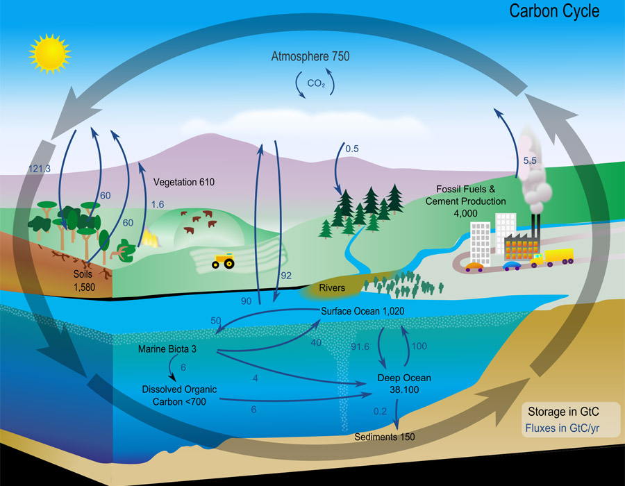 Esquema del ciclo del carbono con flechas entre la atmósfera, las plantas, el suelo, el océano y las fuentes humanas, con cifras en gigatoneladas
