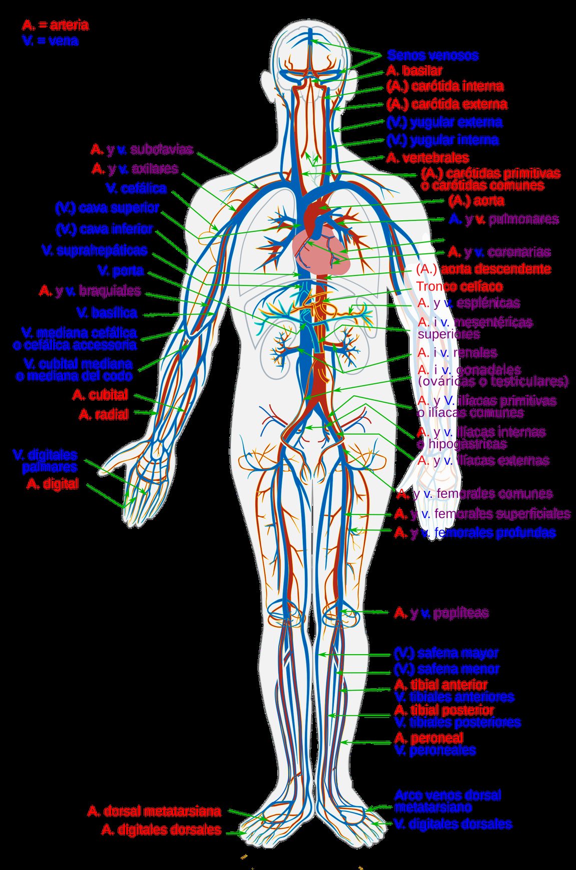 Esquema simplificado del cuerpo humano con el corazón en el centro, las arterias en rojo y las venas en azul, con los nombres de los vasos principales