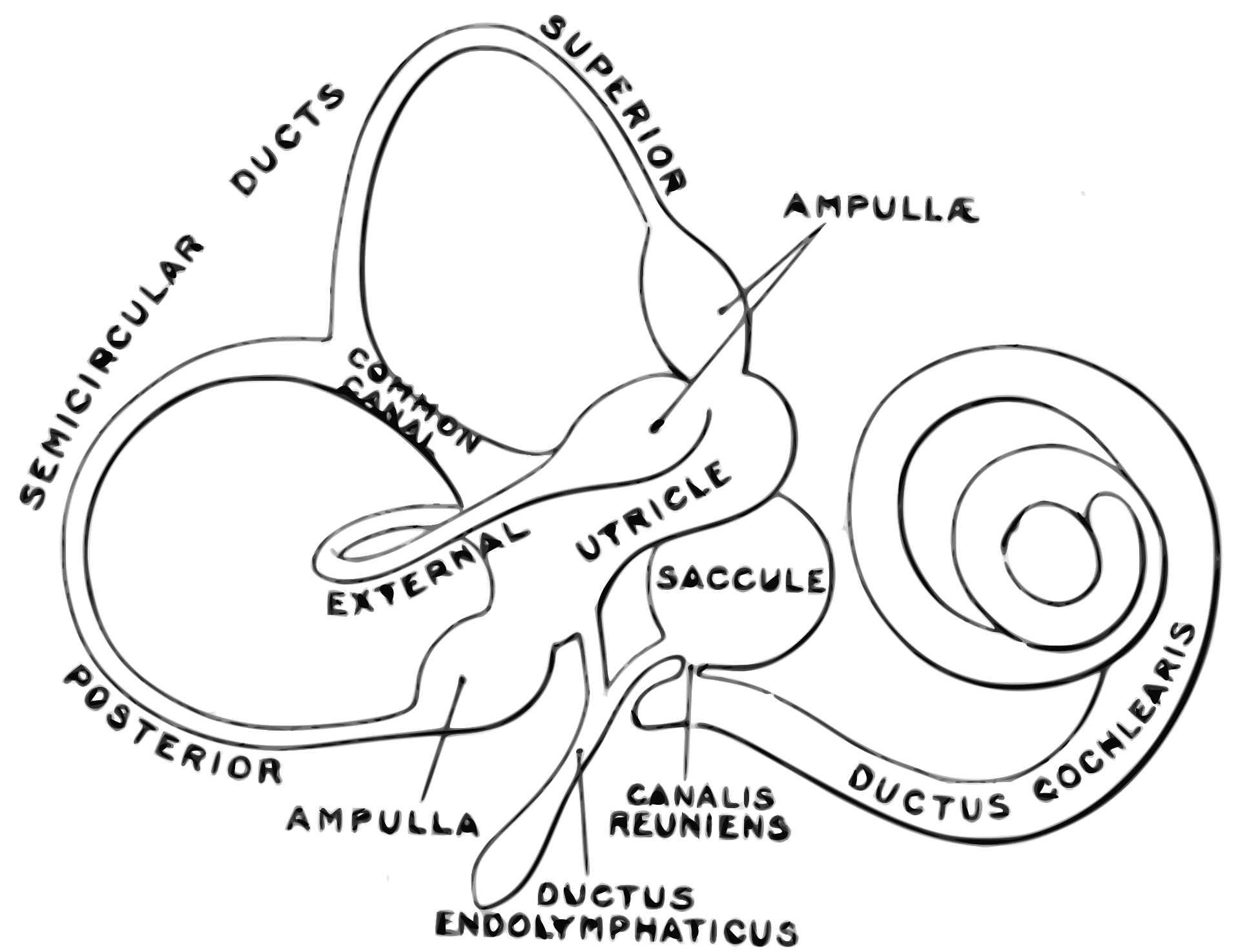 Dibujo del laberinto óseo del oído interno: la cóclea enrollada como un caracol y los tres canales semicirculares en ángulo