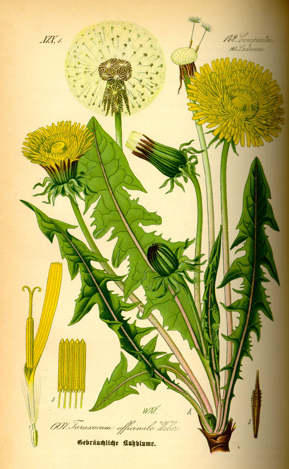 Lámina botánica en color de un diente de león entero, con la raíz gruesa, las hojas en roseta, las flores amarillas y una cabeza de semillas