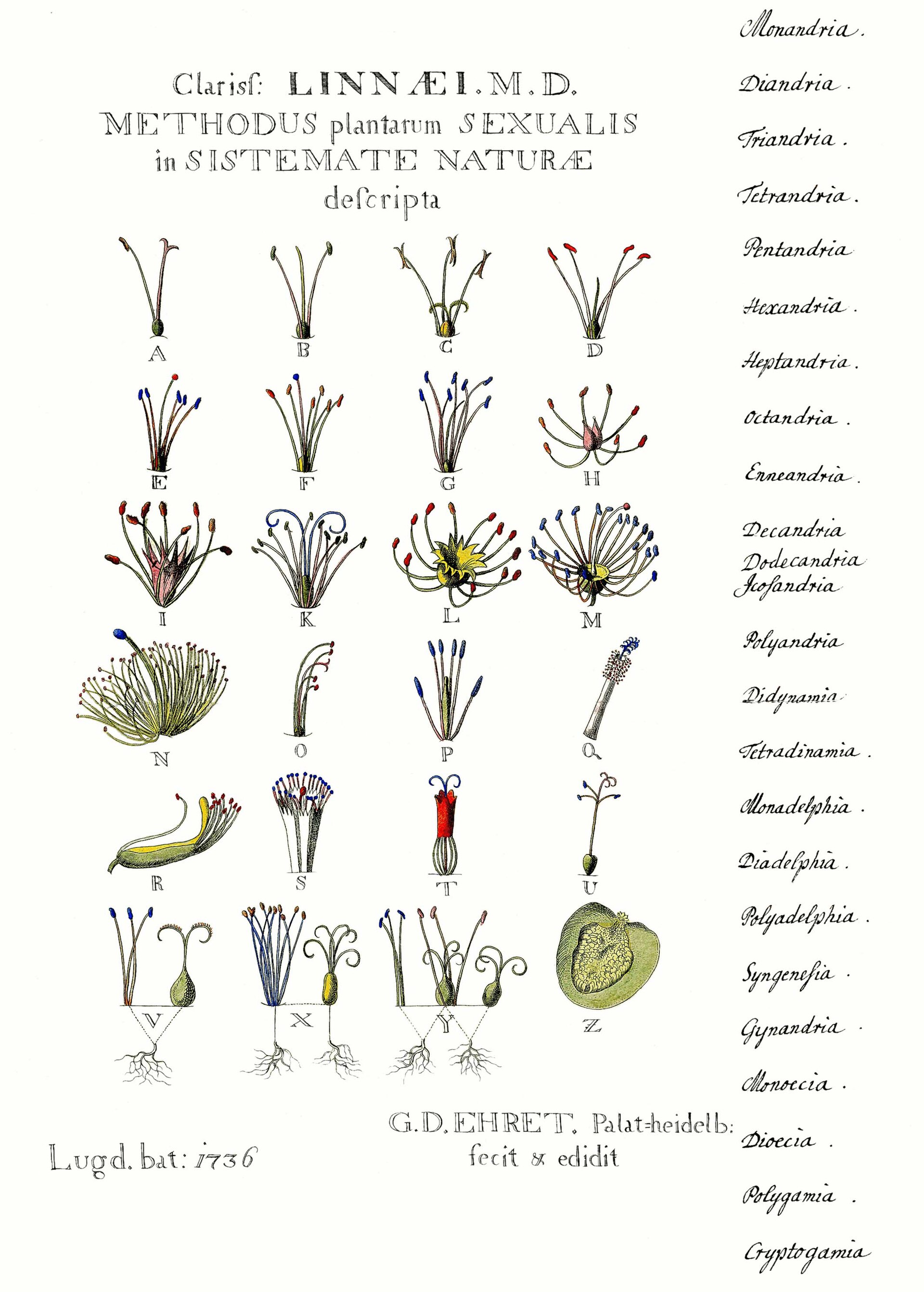 Lámina antigua en color con veinticuatro dibujos de flores esquemáticas, cada uno con distinto número y disposición de estambres, ordenados en filas con letras