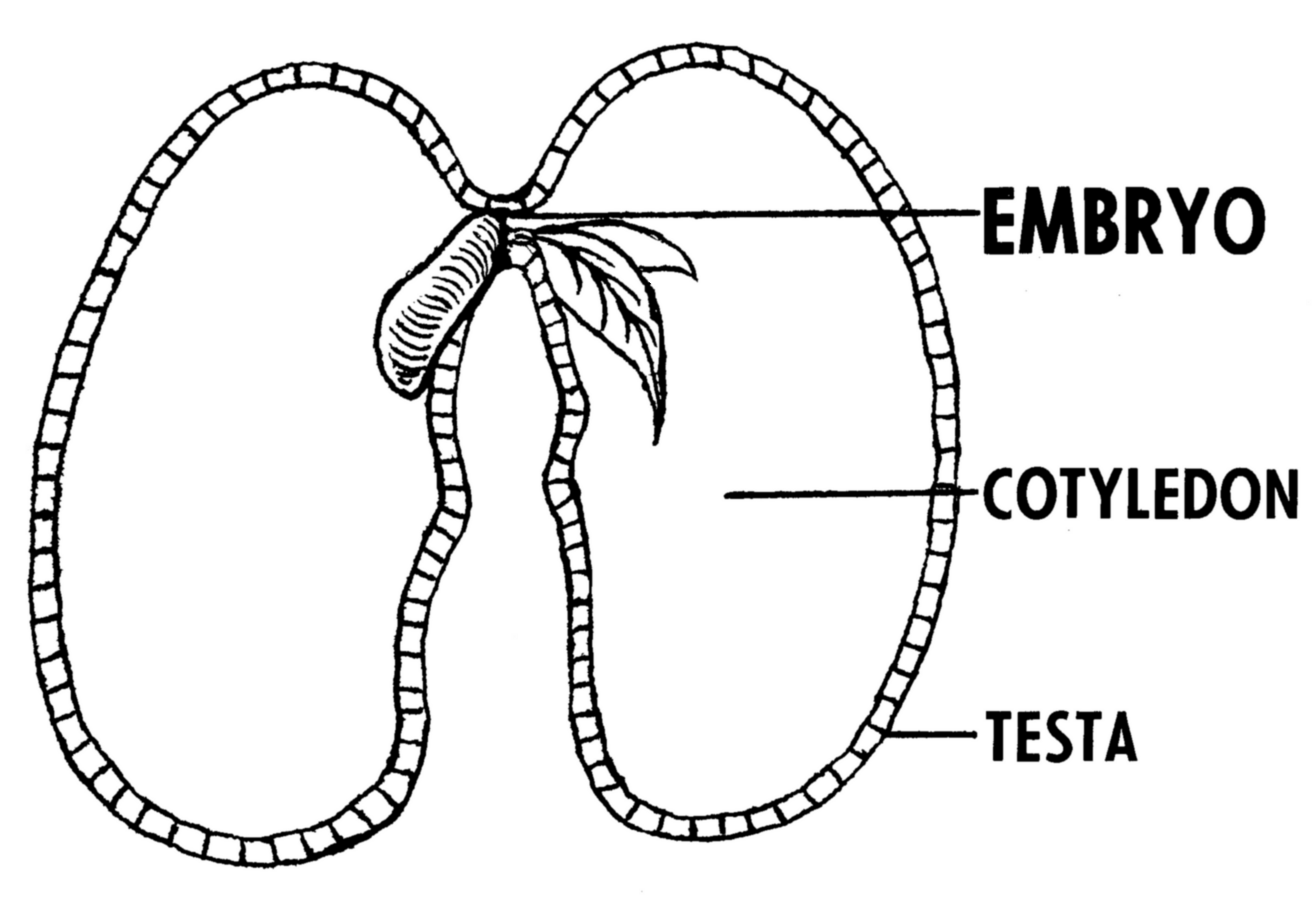 Dibujo de una semilla cortada con el embrión pequeño en un extremo, el cotiledón que ocupa casi todo el interior y la cubierta alrededor