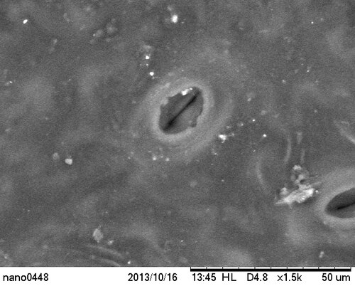 Imagen de microscopio electrónico de la superficie de una hoja con un poro alargado entre dos células curvadas