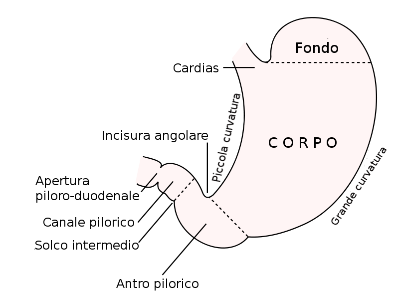 Dibujo del contorno del estómago con sus partes señaladas: la entrada del esófago, el fondo, el cuerpo y la salida hacia el intestino