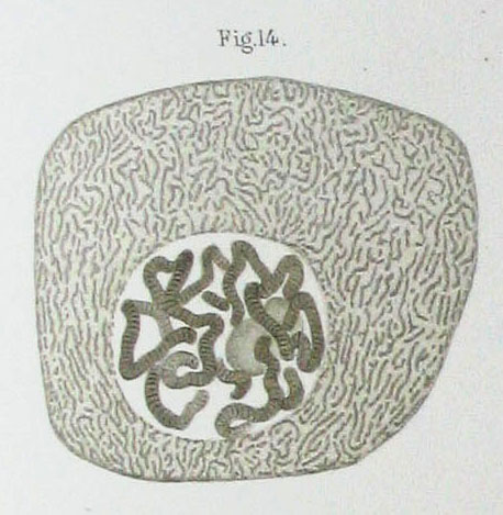 Dibujo antiguo de una célula con el núcleo lleno de hilos enredados, tal como los vio Flemming al microscopio
