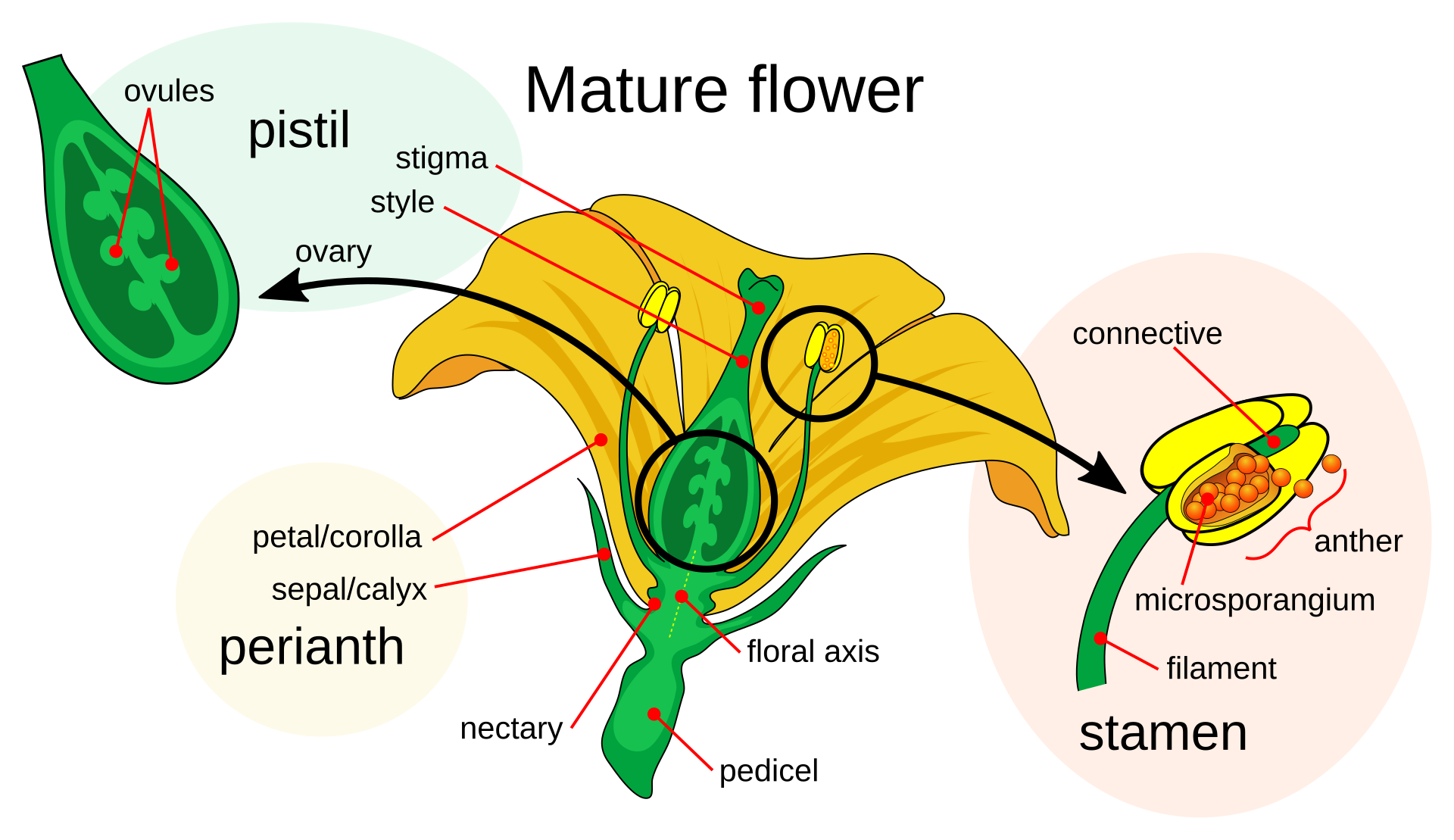 Esquema de una flor cortada por la mitad con los sépalos, los pétalos, los estambres con sus anteras y el pistilo con el estigma, el estilo y el ovario