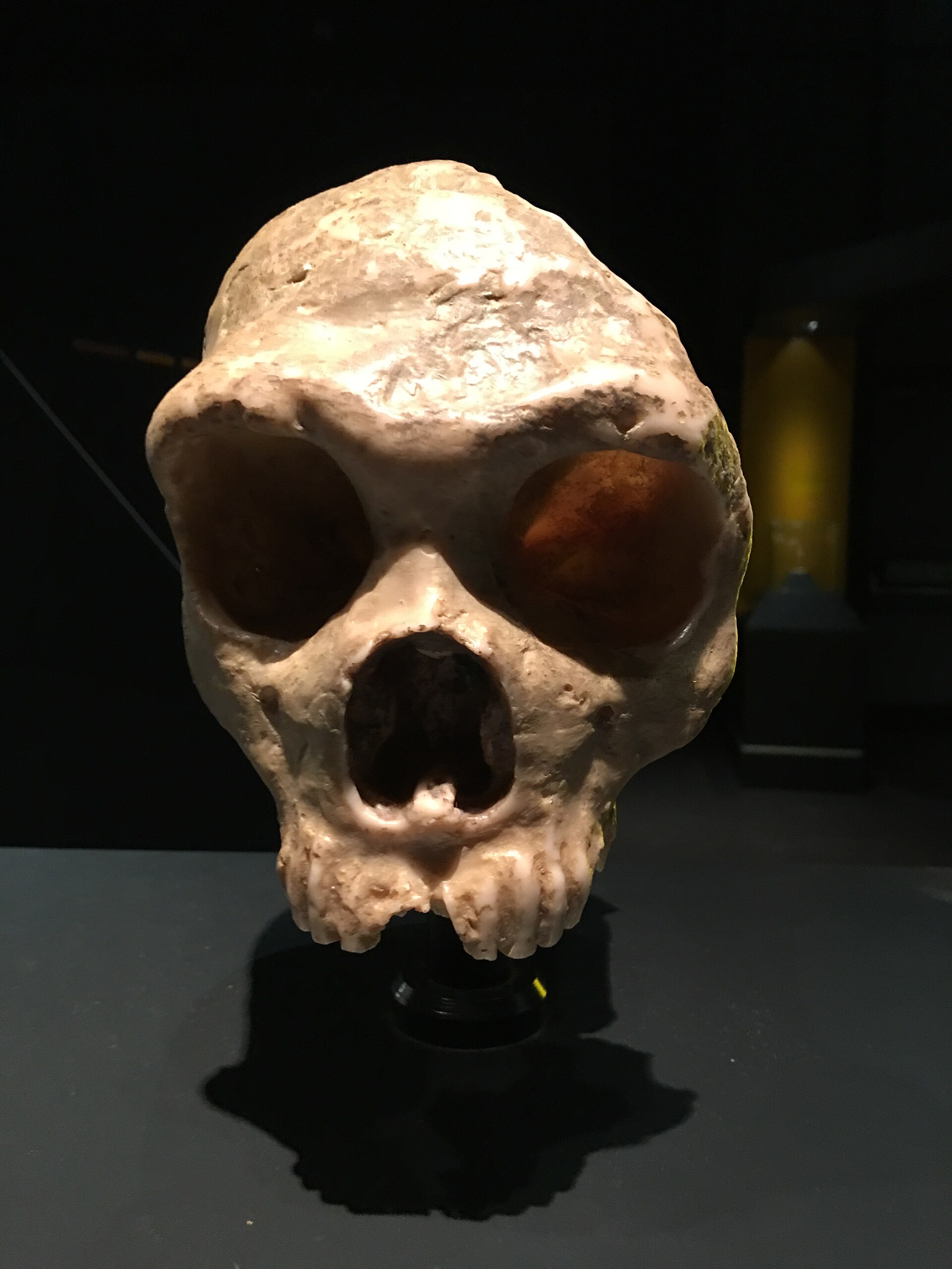 Molde de un cráneo humano antiguo con arcos de las cejas muy marcados y la frente baja, sobre un fondo oscuro