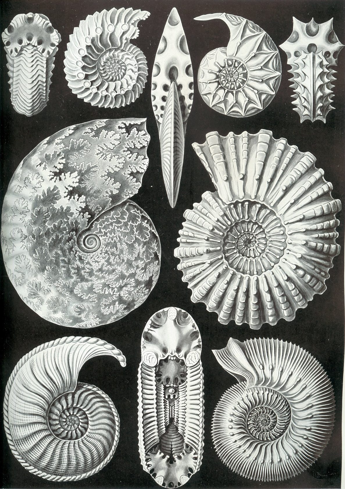 Lámina en color con conchas de ammonites en espiral, cortadas para mostrar las cámaras internas, y otras vistas de lado