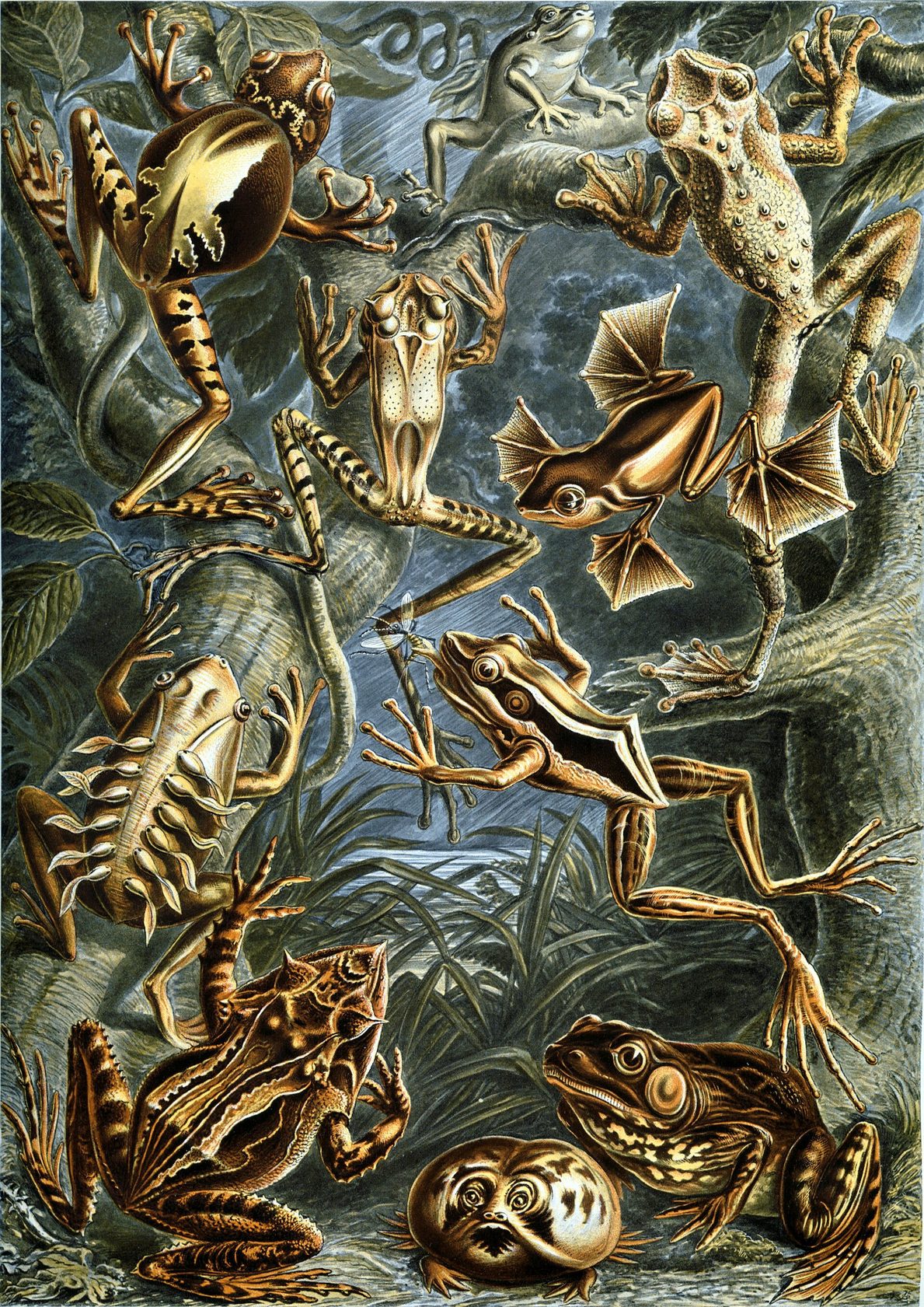 Lámina en color con varias ranas de colores vivos, algunas con crías en el dorso, y un renacuajo