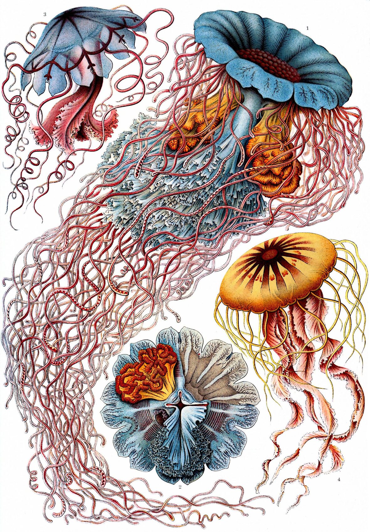 Lámina en color con varias medusas dibujadas con gran detalle, con los tentáculos extendidos, sobre fondo negro