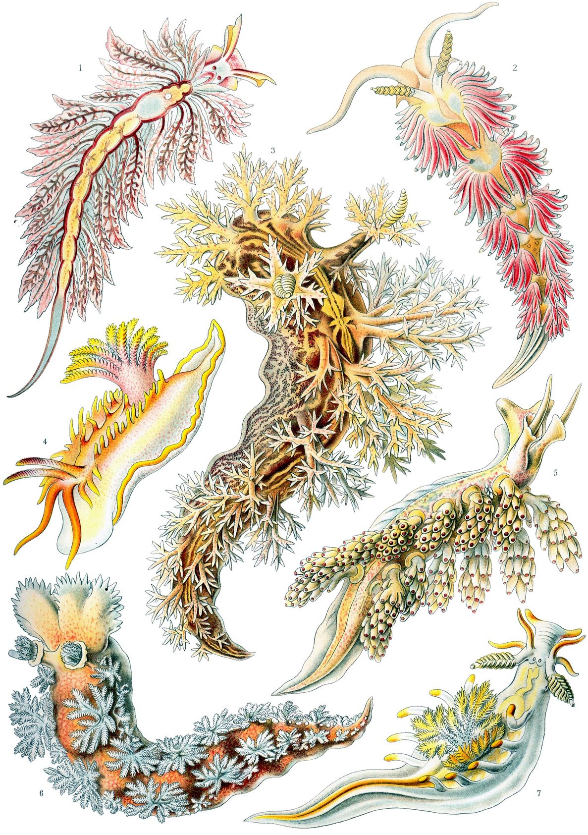 Lámina en color con varios nudibranquios, moluscos marinos sin concha de colores vivos y con penachos en el dorso