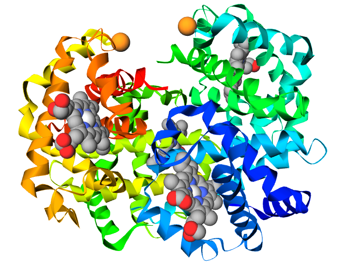 Modelo de cintas de la hemoglobina, con cuatro cadenas de colores distintos enrolladas juntas