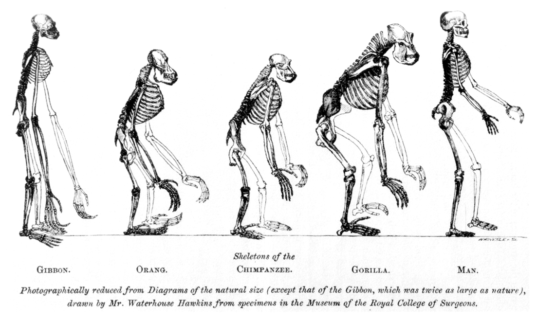 Grabado de cinco esqueletos en fila, de un gibón, un orangután, un chimpancé, un gorila y un humano, todos de pie