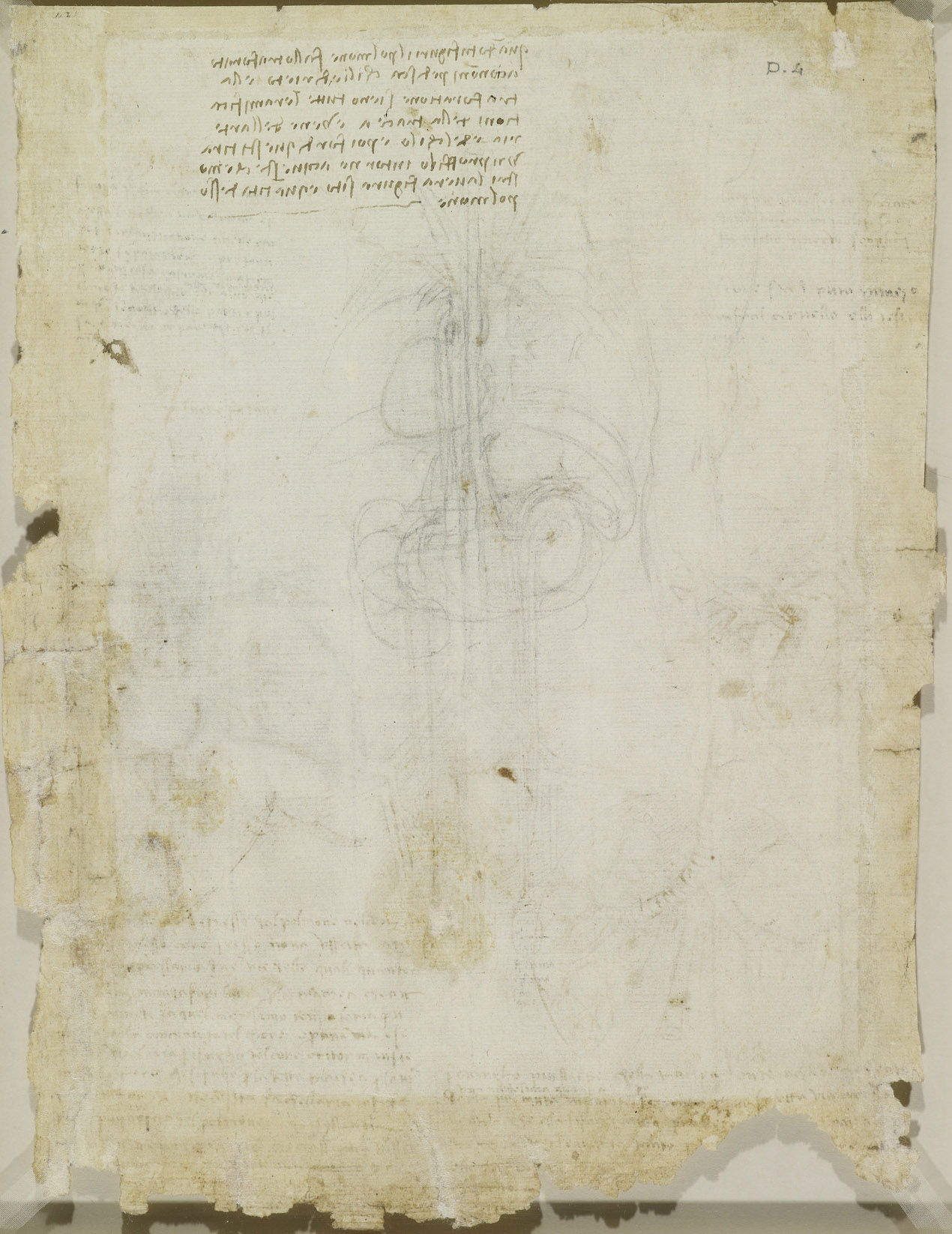 Dibujo a pluma y tinta marrón de un corazón y unos pulmones con los vasos, rodeado de notas manuscritas en escritura invertida