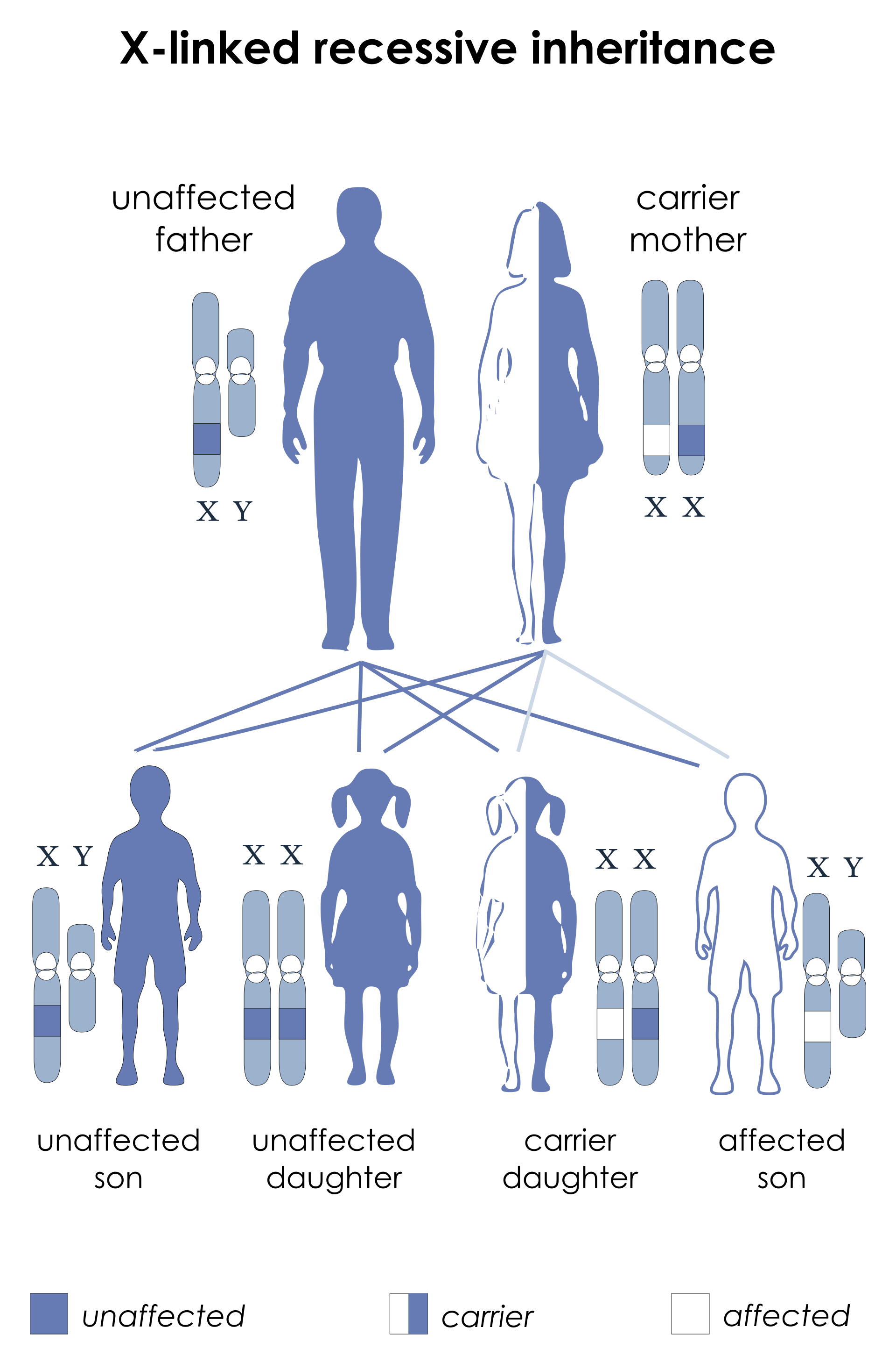 Esquema de la herencia recesiva ligada al X: una madre portadora y un padre sano tienen hijos de los que la mitad de los varones están afectados y la mitad de las hijas son portadoras