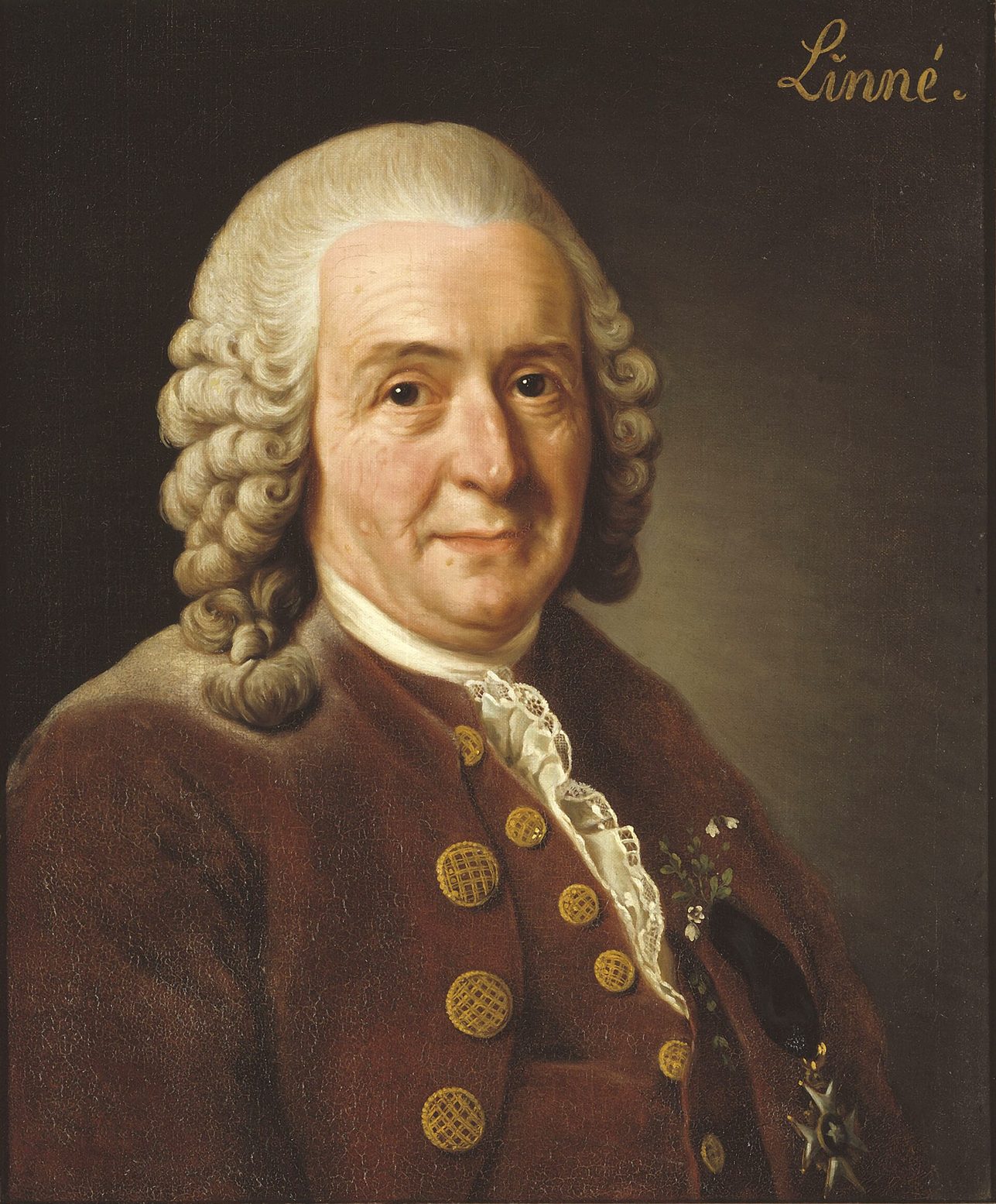 Retrato pintado de un hombre de mediana edad con peluca gris y un abrigo con adornos, sosteniendo una flor pequeña