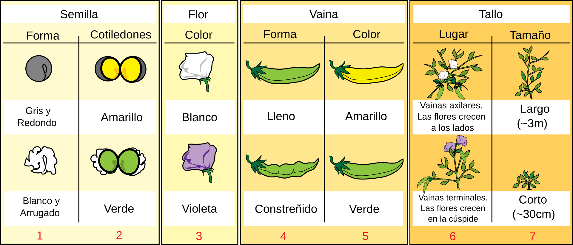 Esquema con los siete caracteres del guisante que estudió Mendel, cada uno con sus dos versiones: forma y color de la semilla, color de la flor, forma y color de la vaina, posición de la flor y altura