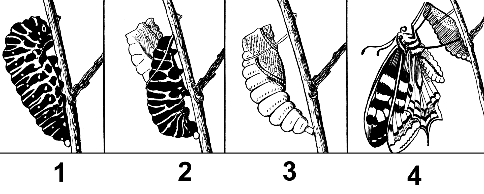Dibujo de las fases de una mariposa en fila: la oruga, la crisálida colgando, el capullo y la mariposa adulta con las alas abiertas