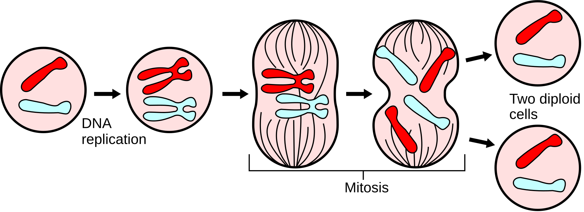 Esquema de las fases de la mitosis en fila: profase, prometafase, metafase, anafase y telofase, con los cromosomas en azul y el huso en verde