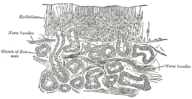 Dibujo de un corte de la mucosa de la nariz al microscopio, con una capa de células alargadas arriba y células nerviosas y tejido de soporte debajo