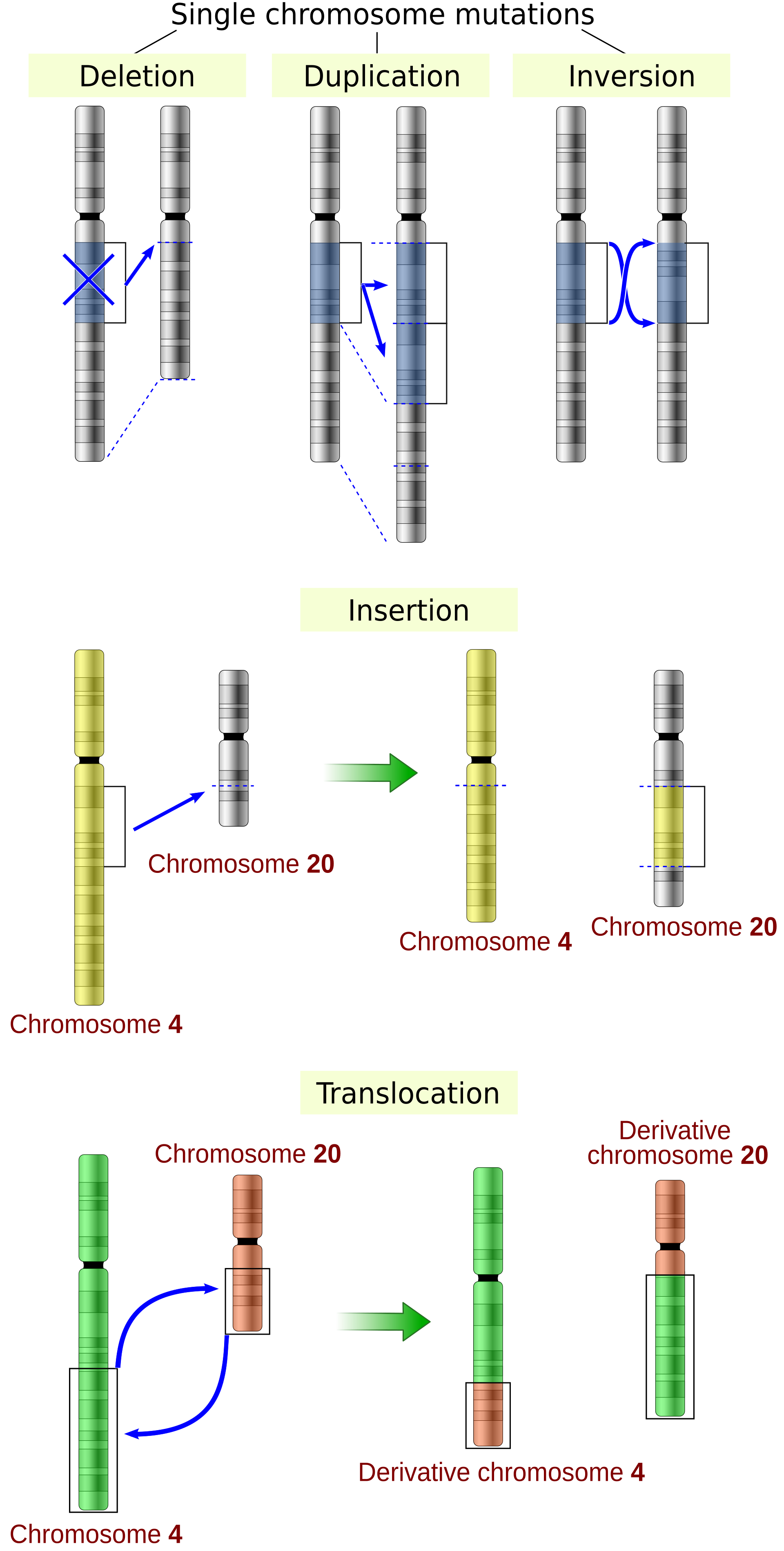 Esquema de tipos de mutaciones cromosómicas: pérdida de un trozo, duplicación, inversión, inserción y traslado de un fragmento a otro cromosoma
