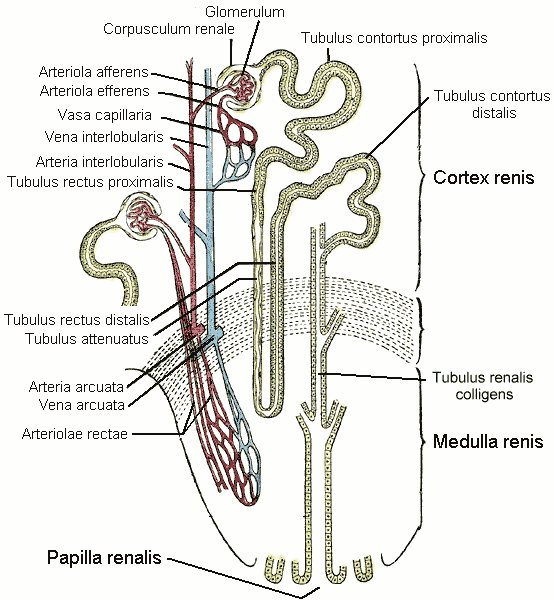 Dibujo esquemático de una nefrona: el ovillo de capilares dentro de su cápsula, el tubo largo con curvas y el asa que baja y sube
