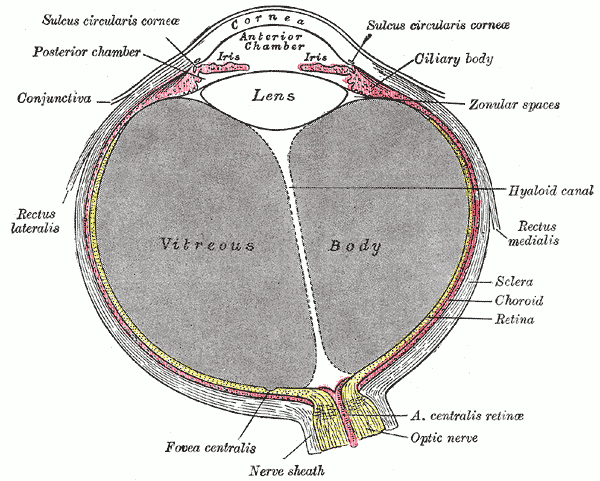 Dibujo de un corte del ojo humano con la córnea, el iris, el cristalino, el gel interior, la retina y el nervio óptico señalados