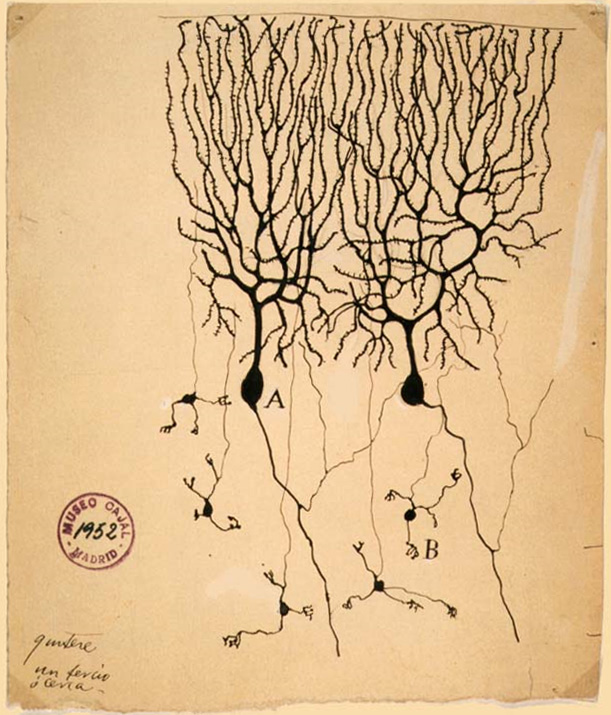 Dibujo a tinta de una neurona con un árbol de ramas muy denso y plano que sale del cuerpo celular