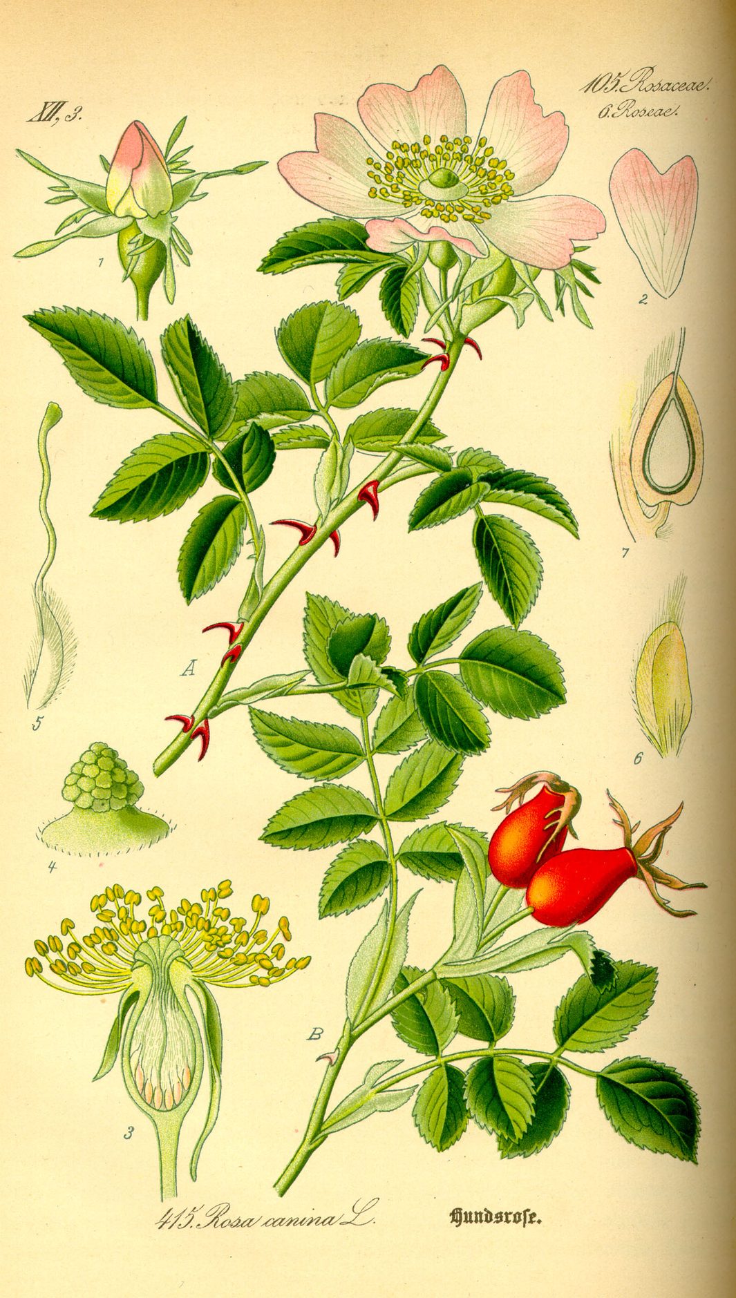 Lámina botánica en color de un rosal silvestre con flores rosas y frutos rojos, y detalles de la flor y el fruto