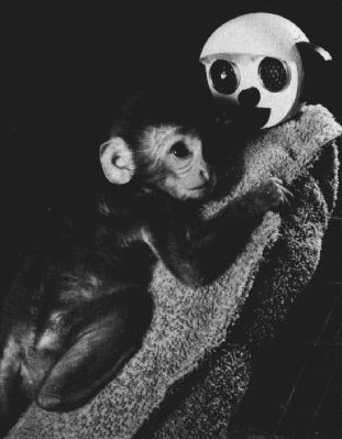 Fotografía en blanco y negro de una cría de macaco de espaldas a la cámara, abrazada a la figura de una madre de felpa en una jaula de laboratorio