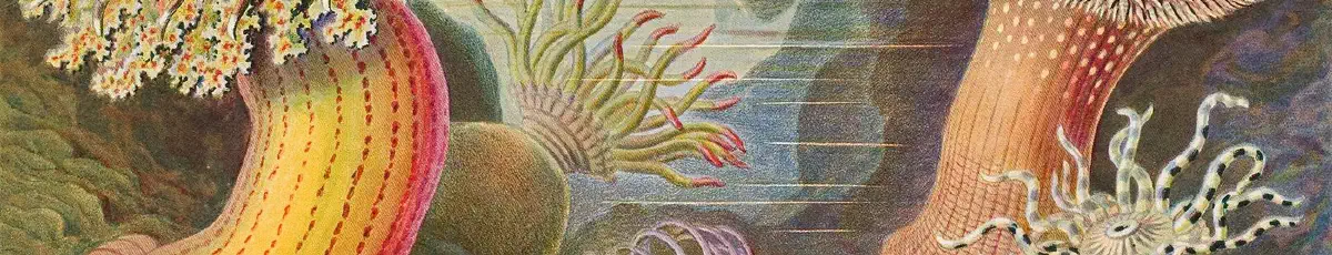 Haeckel Actiniae — Biología